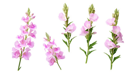Collection of Snapdragon Flowers, Buds, and Leaves in Digital Art 3D Set, Perfect for Perfume and Essential Oil Designs - Vibrant Floral Elements Isolated on Transparent Background for Garden