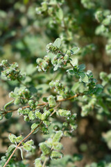 Sweet marjoram flowers and leaves
