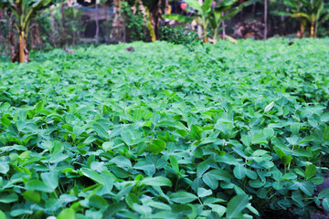 Portrait of Fresh green peanuts growing in a field, Peanuts are also known as peanuts, goober, pindar, or monkey nuts.