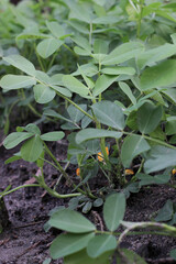 Portrait of Fresh green peanuts growing in a field, Peanuts are also known as peanuts, goober, pindar, or monkey nuts.