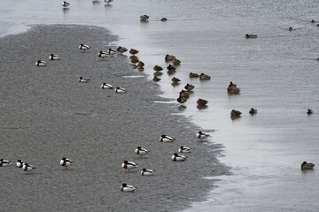 oiseaux migrateurs se reposant sur une plage à marée basse