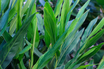 portrait of green turmeric leaves on a plantation