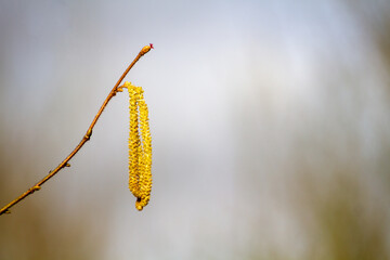 A yellow flower is hanging from a tree branch