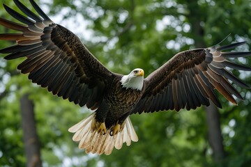 A bald eagle soars with spread wings flying on green trees background