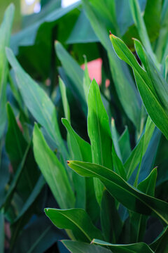 portrait of green turmeric leaves on a plantation