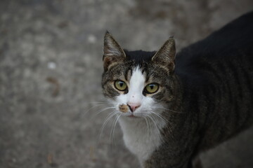 black and white cat