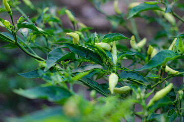 White and red chili fruit in the garden. Chili or white chilies on a farmer's plantation.