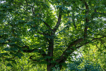 Park tree with lush green foliage. Branch with fresh leaf. Upper part of wild plant. Under view