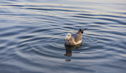 Young black-tailed gull swimming near the harbor. Larus crassirostris