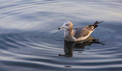Young black-tailed gull swimming near the harbor. Larus crassirostris