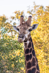 South African giraffe (Giraffa camelopardalis giraffa) grazing on beautiful green trees, Kruger National Park, South Africa