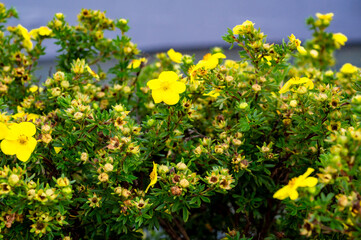 Fototapeta na wymiar Summer Flowering Bright Golden Yellow Flowers of a Shrubby Cinquefoil Shrub (Potentilla fruticosa 'King Cup'). Floral background.