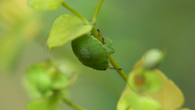 5th instar nymph. green shield bug &ndash; Palomena prasina &ndash;  in family Pentatomidae, sitting on a green wildflower bud. Macro view insect in wildlife