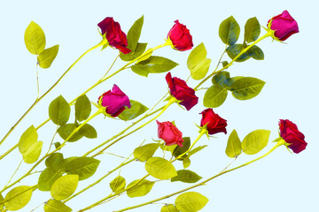 Bright colorful flower rose. floral background