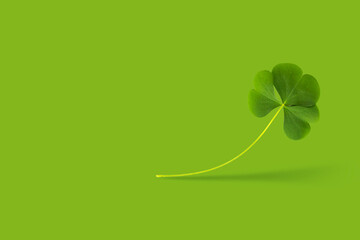 green clover leaves. natural background.