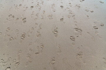 Footprints on a beach