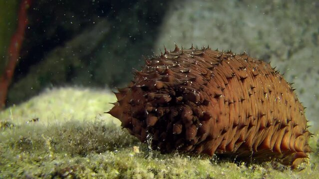 Sea cucumber cotton-spinner (Holothuria sanctori) slowly crawls along the seabed, close-up.