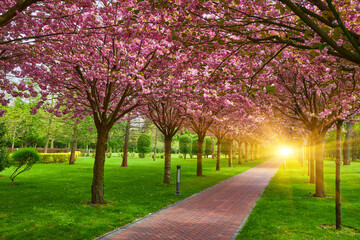 Park with alley of blossoming red apple trees.