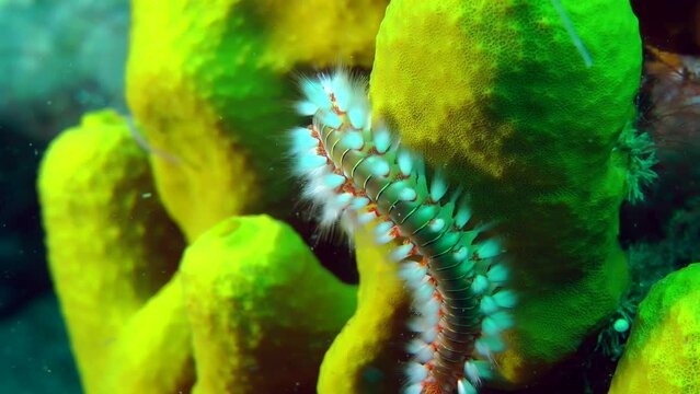 Dangerous polychaete Bearded fireworm (Hermodice carunculata) crawls along the Yellow tube sponge, close-up.