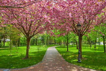 Spring Blossom Tunnel in the Park