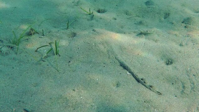 Marine fish Thornback Ray (Raja clavata) lies in sandy shallow water among sunbeams, slow motion. Mediterranean.