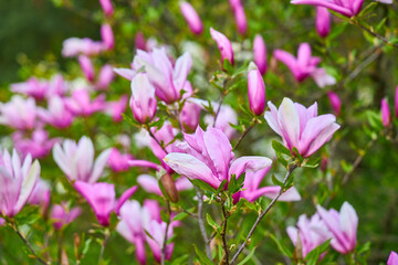Obraz premium purple magnolia, branch with some flowers and buds, Magnolia liliiflora