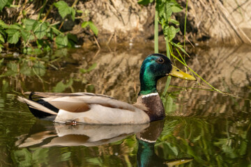 bird, kaczka, duck