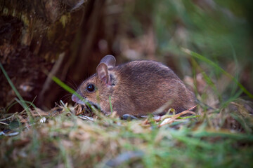 a portrait from a yellow necked mouse, apodemus flavicollis, in the garden on the floor at a winter morning