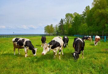 A large group of cows peacefully grazing in a verdant grassy meadow