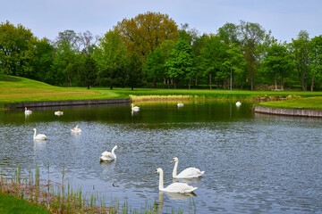 Graceful Swans on Tranquil Waters