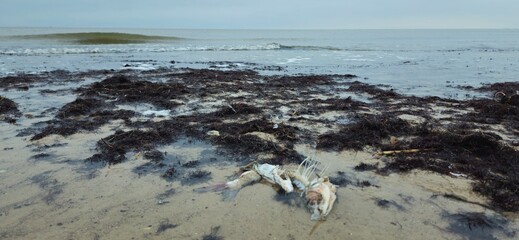 Sea, dead fish, Baltic Sea, beach, 