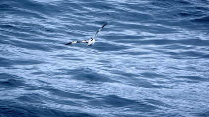 Cape petrel (Daption capense) in flight near Elephant Island, Antarctica