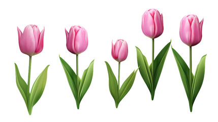 Tulip Collection: Vibrant Flowers, Buds, and Leaves for Botanical Decor, Perfume Design, and Digital Art Creations on Transparent Backgrounds - Floral Beauty in 3D!