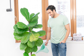 A young man takes care of his favourite plant Fiddle-leaf fig