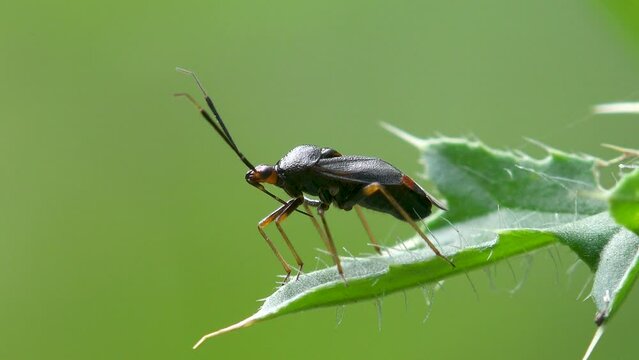 Black Alydidae, as broad-headed bugs, family of true bugs very similar to closely related Coreidae (leaf-footed bugs and relatives). Macro view insectn in wildlife