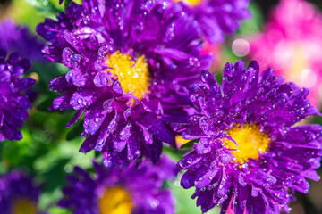 Close up of Winter flowers Aster with bokeh of water  drops on its petals in some garden in India..
