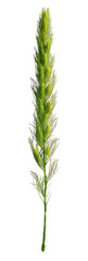 Horsetail Plant Isolated