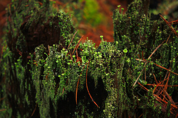 Trumpet Cup Lichen Cladonia on a Rotten Tree Stump in a German Forest
