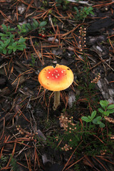 Fly Agaric Amanita muscaria in a German Forest in Autumn
