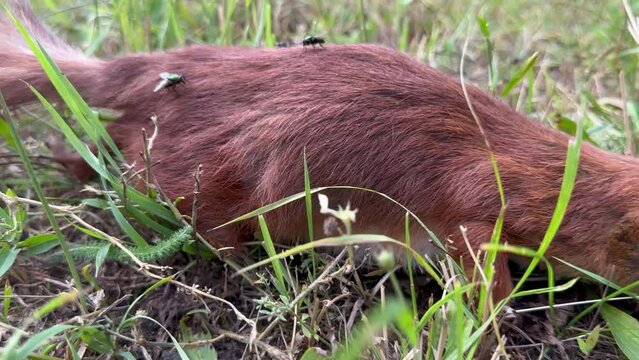 red squirrel lies dead on ground without signs of bites or injuries, flies fly around  forest animal's body