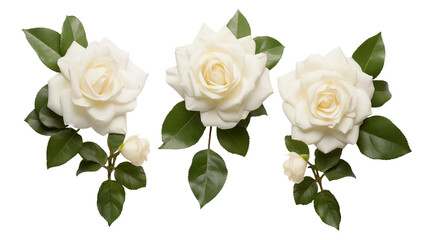 White Roses Collection: Delicate Floral Elements for Perfume and Garden Designs - PNG Digital Art Set, Isolated on Transparent Background, Top View Flat Lay Beauty