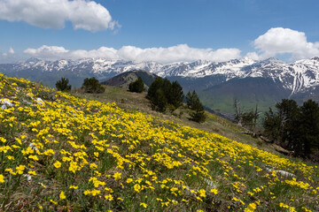 Fototapeta na wymiar Monts Sharr, montagnes du Kosovo au printemps