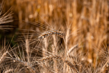 Golden wheat ears in focus with a blurred background, showcasing natural textures of cereal crop...