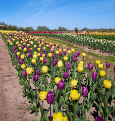 Multicolored tulips field. Vertical photo.