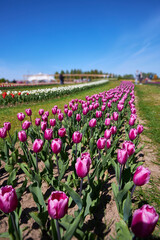 Triumph tulips Tulipa Purple Flag bloom in a garden