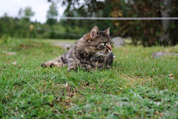 Pretty, cute cat on a meadow playing in Skaraborg Sweden
