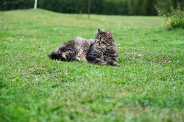 Pretty, cute cat on a meadow playing in Skaraborg Sweden