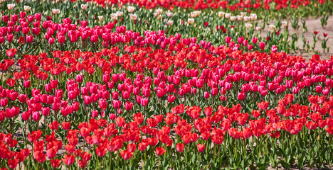 Group of red tulips in the park.