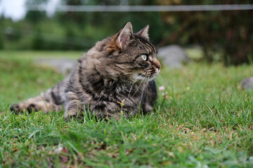 Naklejka na ściany i meble Pretty, cute cat on a meadow playing in Skaraborg Sweden
