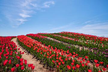 Group of red tulips in the park.